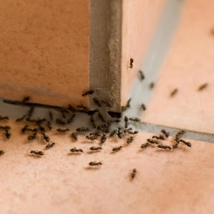 Hormigas De Cimientos