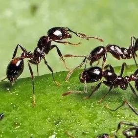 Veneno para hormigas